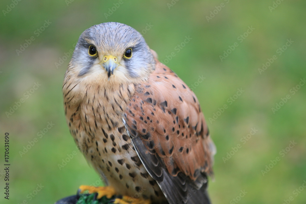 Fototapeta premium Rapace 