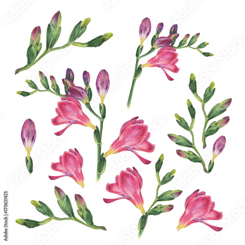 Botanical watercolor illustration of freesia on white background. Could be used web design, polygraphy or textile