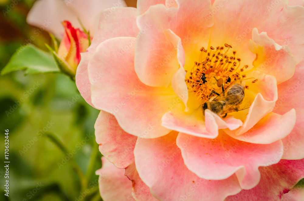 orange roses on a background of nature