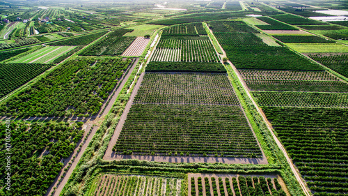 Large areas of fertile land and crops in southern Croatia in Neretva Valley