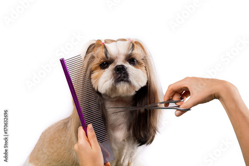 Beautiful shih-tzu dog at the groomer's hands with comb. photo