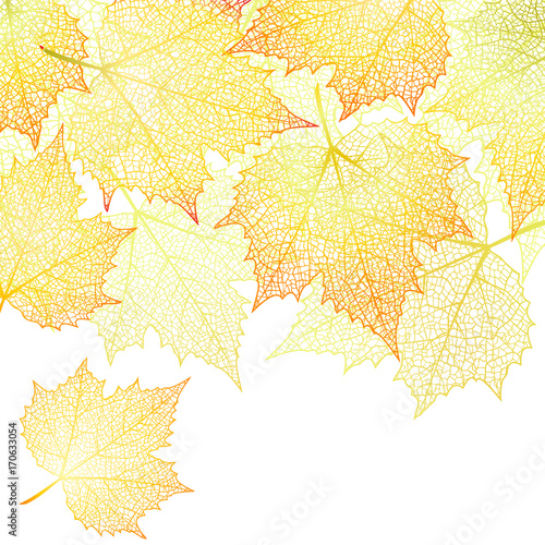 Nature banner with autumn leaves 