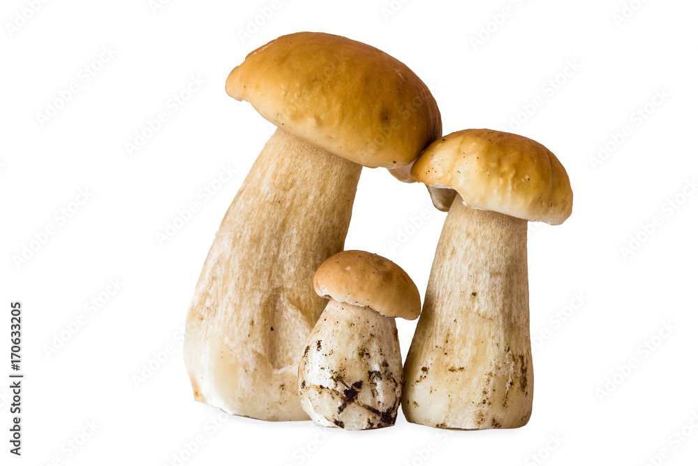 Three Boletus mushrooms isolated Three Boletus mushrooms isolated