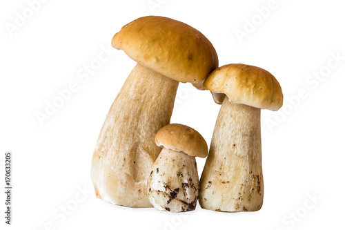 Three Boletus mushrooms isolated