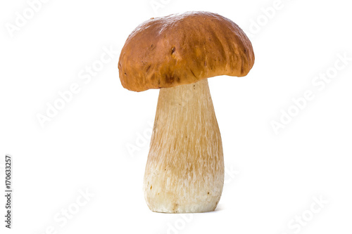 Boletus mushroom isolated