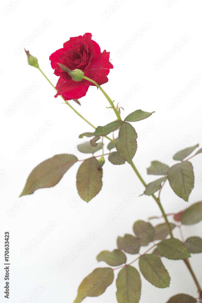 colorful red rose on white background colorful red rose on white background