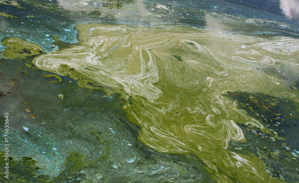 water pollution on lake surface Stock Photo Adobe Stock