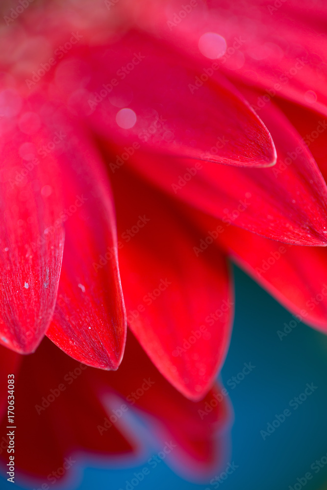 Fresh wet gerbera flower close-up at spring. Fresh wet gerbera flower close-up at spring.
