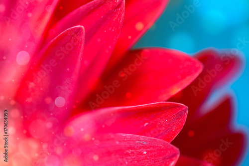 Fresh wet gerbera flower close-up at spring.
