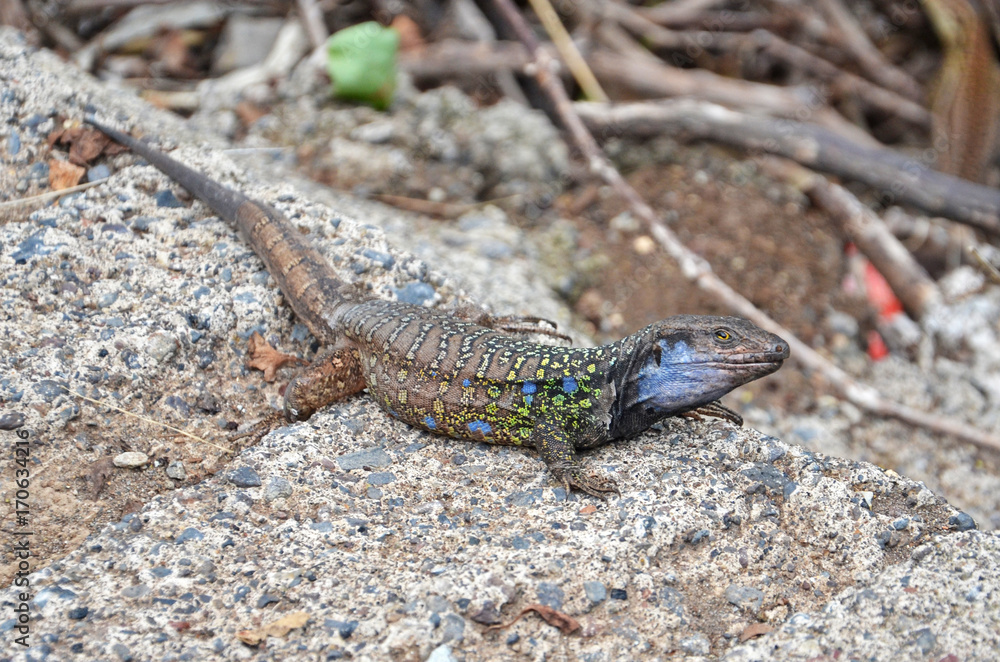 Curious Gallot's lizard from Tenerife in Canary Islands Curious Gallot's lizard from Tenerife in Canary Islands