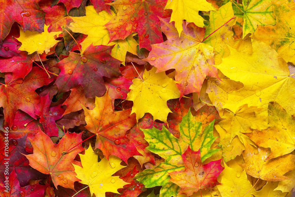 Colorful autumn leaves background. Bright orange tones colors.