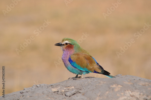 Lillac breasted roller in Namibia