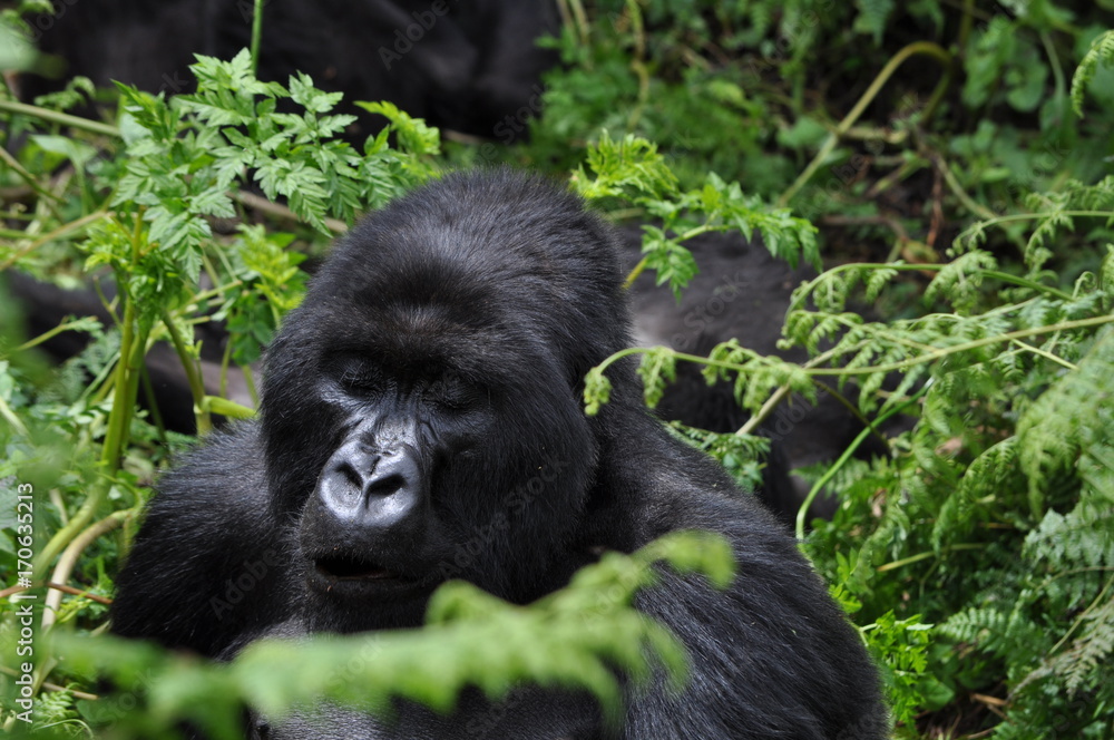 Mountain Gorilla in Volcanoes NP, Rwanda (Virunga Mountains) Mountain Gorilla in Volcanoes NP, Rwanda (Virunga Mountains)