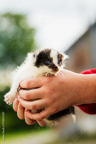 New born kitten, only one or two weeks old is held carefully