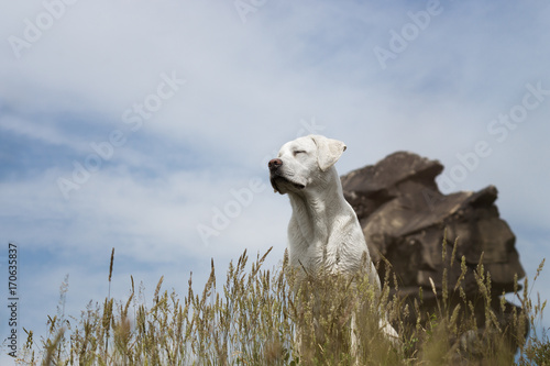 Fototapeta Naklejka Na Ścianę i Meble -  junger labrador retriever hund auf dem gipfel eines berges beim kletten und wandern