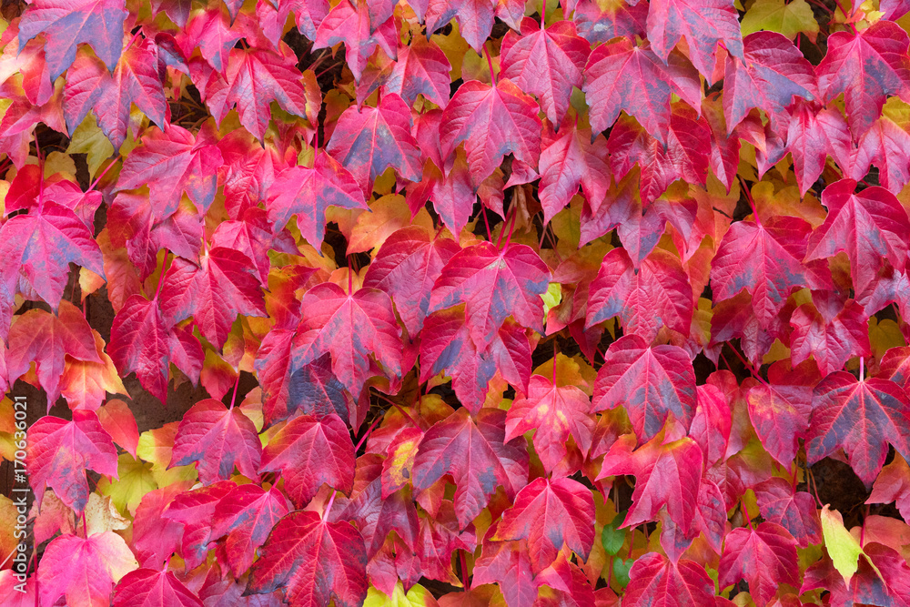 autumn bright Hedera ivy red vine leaves background autumn bright Hedera ivy red vine leaves background