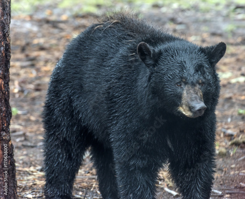 Black bear, photo