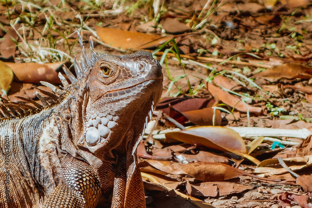 Obraz premium Iguana