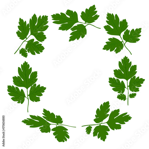 Fresh green parsley isolated on a white background. Vector illustration.