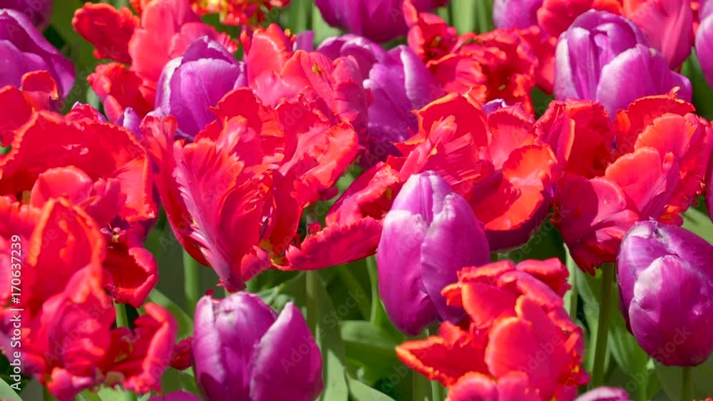 13954_Closer_look_of_the_pink_and_purple_flowers.mov 13954_Closer_look_of_the_pink_and_purple_flowers.mov