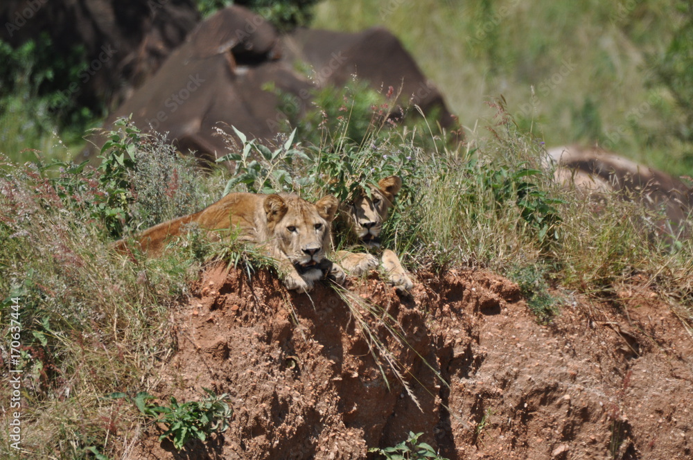 Obraz premium Lions in Tarangire National Park