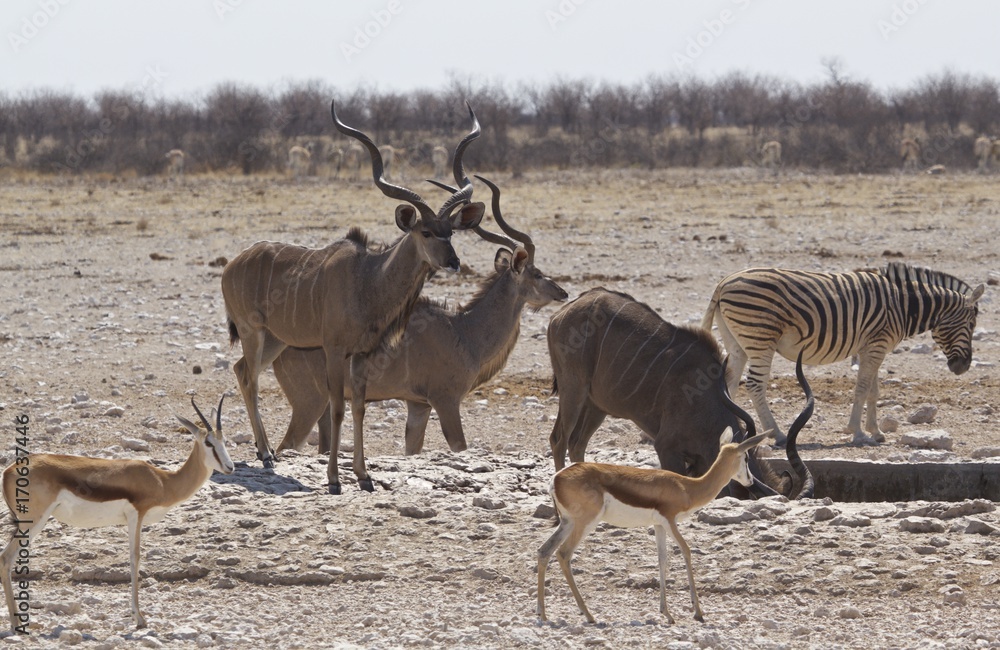 Busy waterhole in Etosha with A variety of animals including Kudu, Springbo and zebra Busy waterhole in Etosha with A variety of animals including Kudu, Springbo and zebra