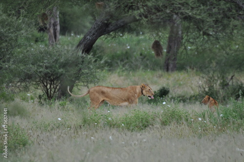 Lions in Tarangire National Park © Yann