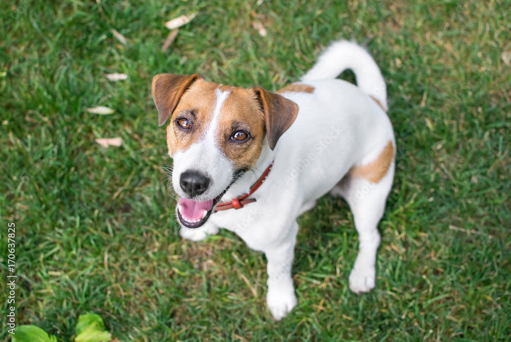 A small dog Jack Russell Terrier plaing in summer park on green grass outdoor A small dog Jack Russell Terrier plaing in summer park on green grass outdoor
