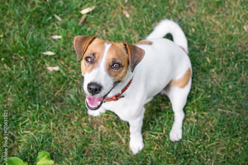 A small dog Jack Russell Terrier plaing in summer park on green grass outdoor