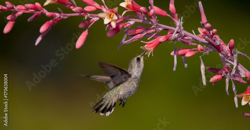 Panorama of hummingbird eating nectar from red yucca flowers photo