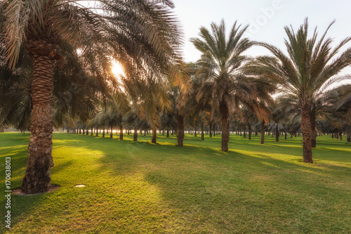 Canvas Print Date Trees Farm Dubai UAE