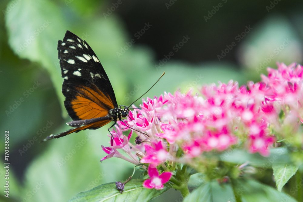 Schmetterling auf der Blume