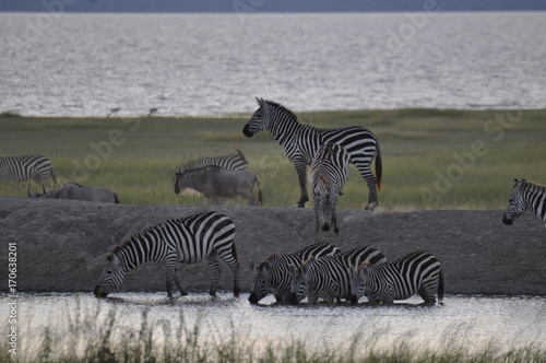 Zebra herd drinking