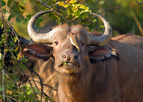 Foto Cape Buffalo with an oxpecker perched on its nose