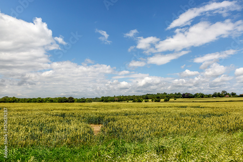 Valokuvatapetti Nature in an area of Norfolk on a sunny day, England