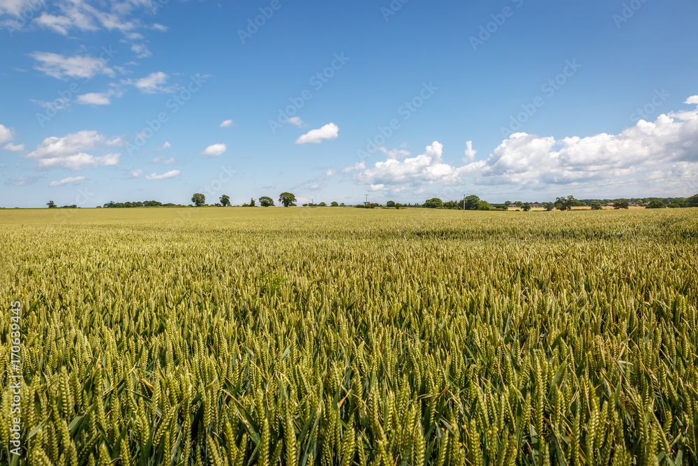 Beautiful landscape with uniform vegetation in an English countryside, in the middle of summer
