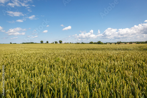 Beautiful landscape with uniform vegetation in an English countryside  in the middle of summer