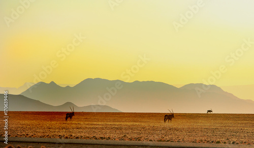 Vista of Namib Naukluft at Sunrise with Silhouette of gemsbok oryx, Namibia