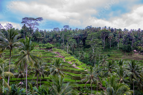 Reisfelder in Bali
