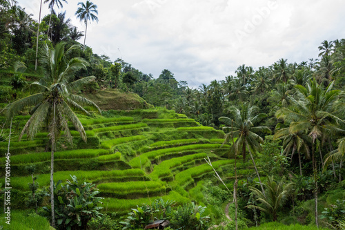 Reisfelder in Bali