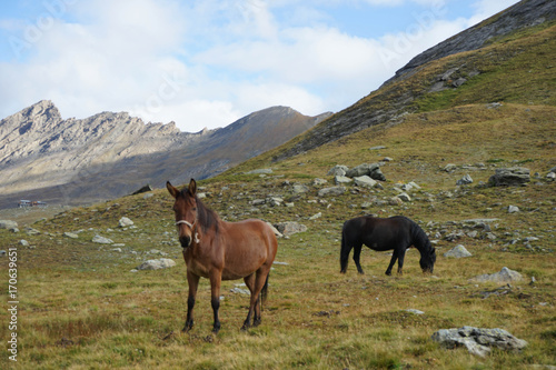 Horses around the mountain Monviso, Piedmont - Italy