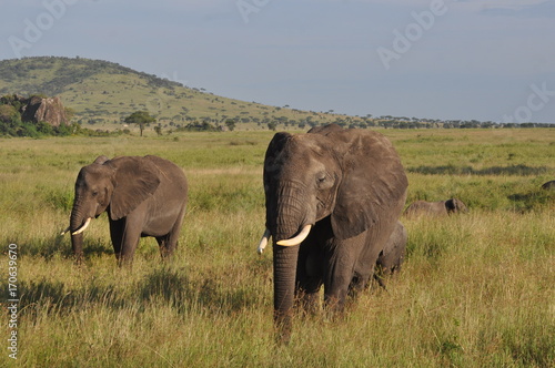 Elephant in Serengeti © Yann