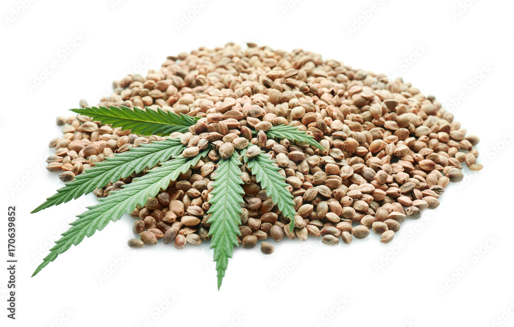 Obraz premium Heap of hemp seeds on white background
