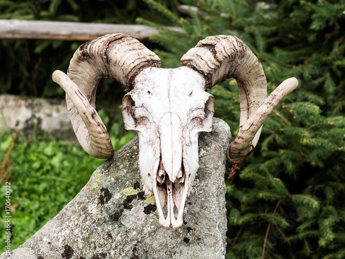Skull of ram with horns