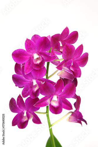 Fototapeta Naklejka Na Ścianę i Meble -  Fleurs d'orchidée Dendrobium