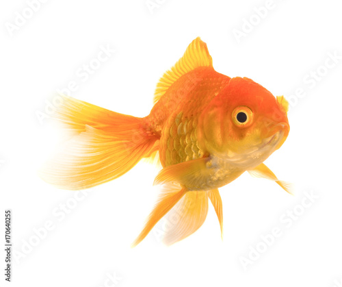Goldfish on White Background © pisut