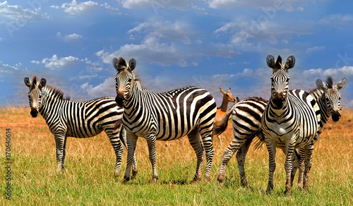 Dazzle of Zebras standing on the lush plains next to Lake Kariba  Zimbabwe  Africa