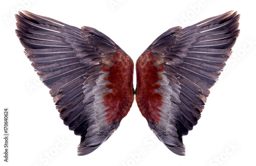 Natural wings