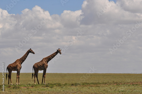 Canvas Print Giraffe in Serengeti