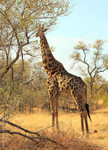 Full Frame Giraffe standing next to a treeon the African plains